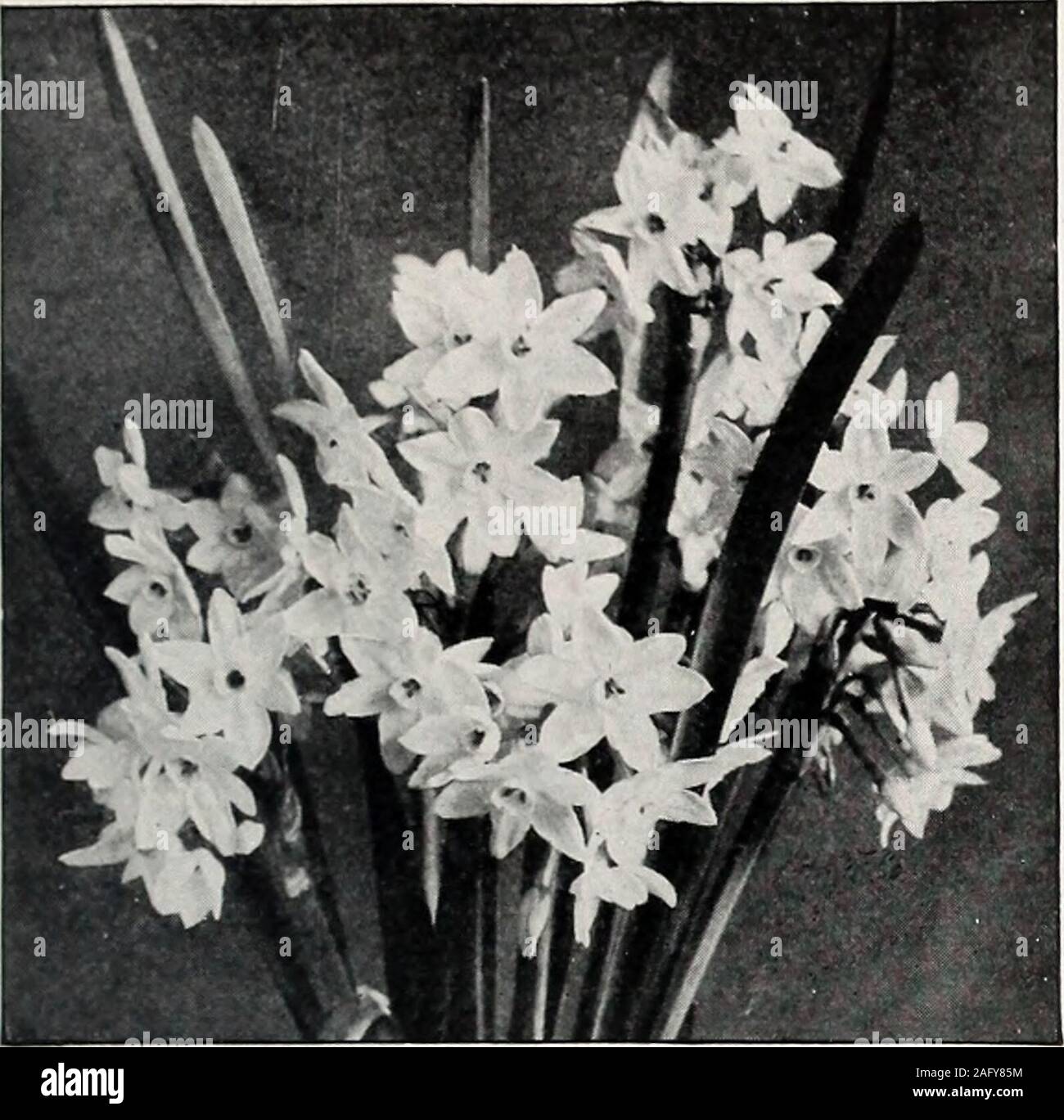 . Beckert's bulbs. Sir Watkin Narcissus BECKERTS ANNUAL AUTUMN CATALOGUE OF CHOICEST BULBS Double-Flowered Daffodils If to be sent by parcel post, add postage at your zone rate. Onedozen bulbs of Orange Phoenix, Sulphur Phoenix, and Double-CrownVon Sion weigh 3 pounds; 100 bulbs weigh 22 pounds; one dozenMammoth Von Sion bulbs weigh 4 pounds. ORANGE PHCENIX, or EGGS AND Each Doz. 100 1,000BACON. Sulphur-yellow, crimson center SO 06 SO 60 S4 70 $44 00 SULPHUR PHOINIX, or CODLINSAND CREAM. Double white, sulphur center 06 60 4 70 44 00 THE DOUBLE VON SION, orGOLDEN YELLOW DAFFODIL. Fine lor the g Stock Photo
