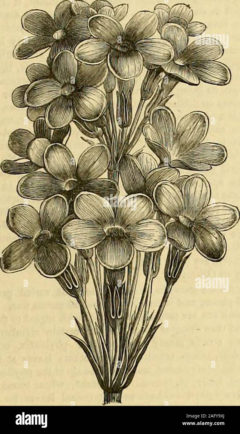 . The Gardeners' chronicle : a weekly illustrated journal of horticulture and allied subjects. o brcvi ; pcrianthii lubo a—3 polli-cari, limbi lilacini vtl raro albidi segmentis exterioribiisobovato-spathnlalis, iiiterioribus obovatu-unmiiculatis extc-rioribus sequilongis ; »tignialibiis limbo diiplo brevioribus appcn-dicibus lincaribus ; anlheiib parvis filamento longioribus. the soil. Spathe-valves always two, linear, greenexcept at the very edge, 2—3 inches long. Pedicelnot more than  inch long inside the spalhe. Ovarycylindrical, —h^ inch long. Perianth-tube cylindrical,2—3 inches long. Stock Photo