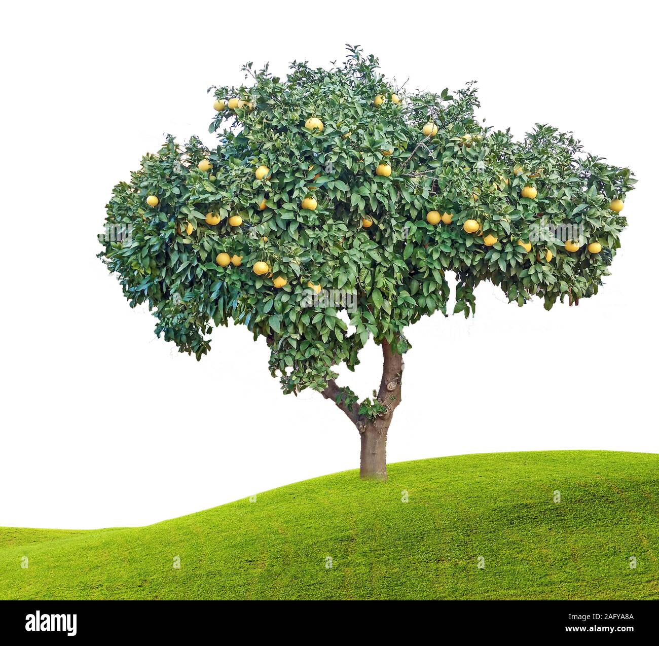 Ripe grapefruits on tree Stock Photo
