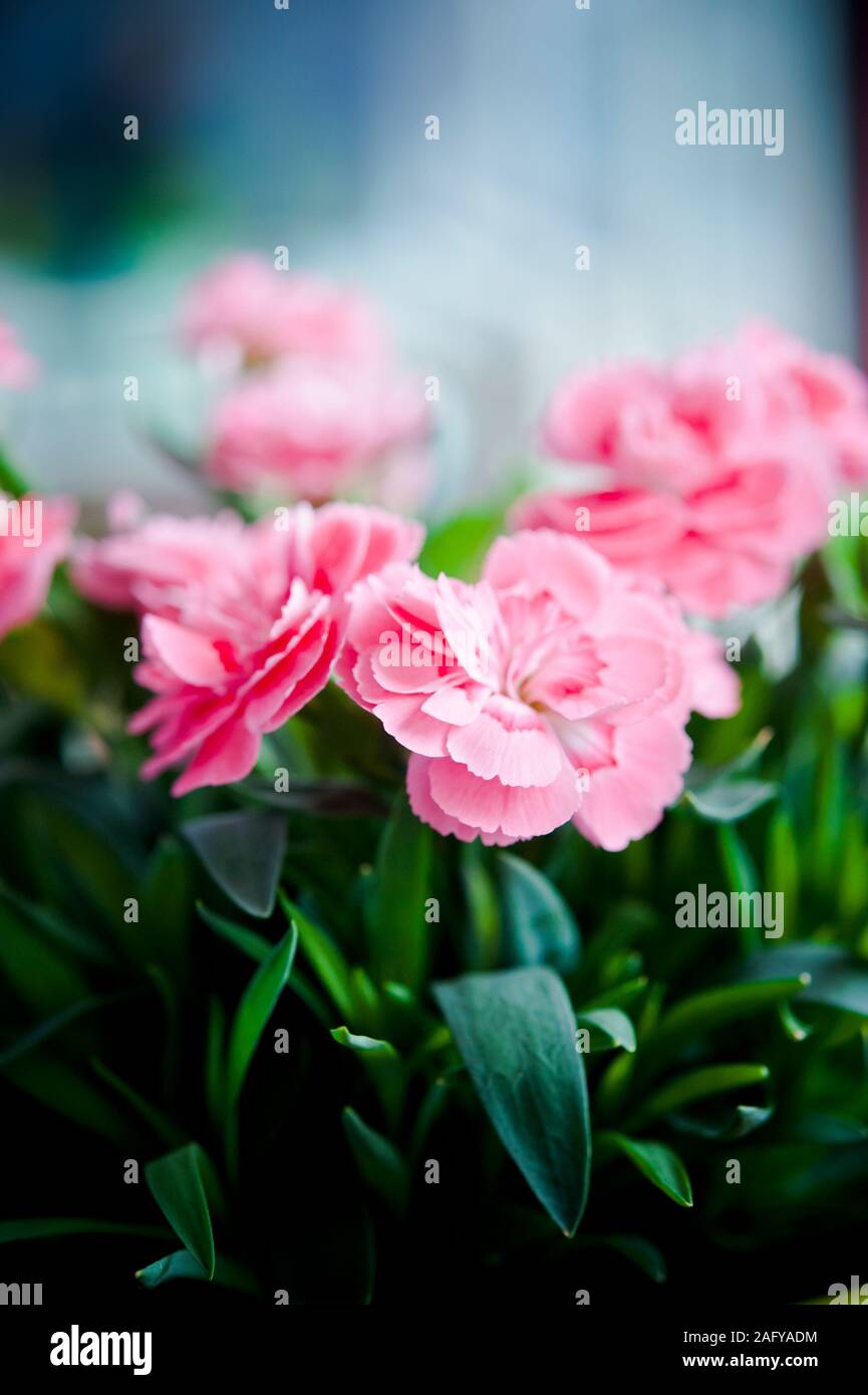 pink carnation flowers in vase Stock Photo