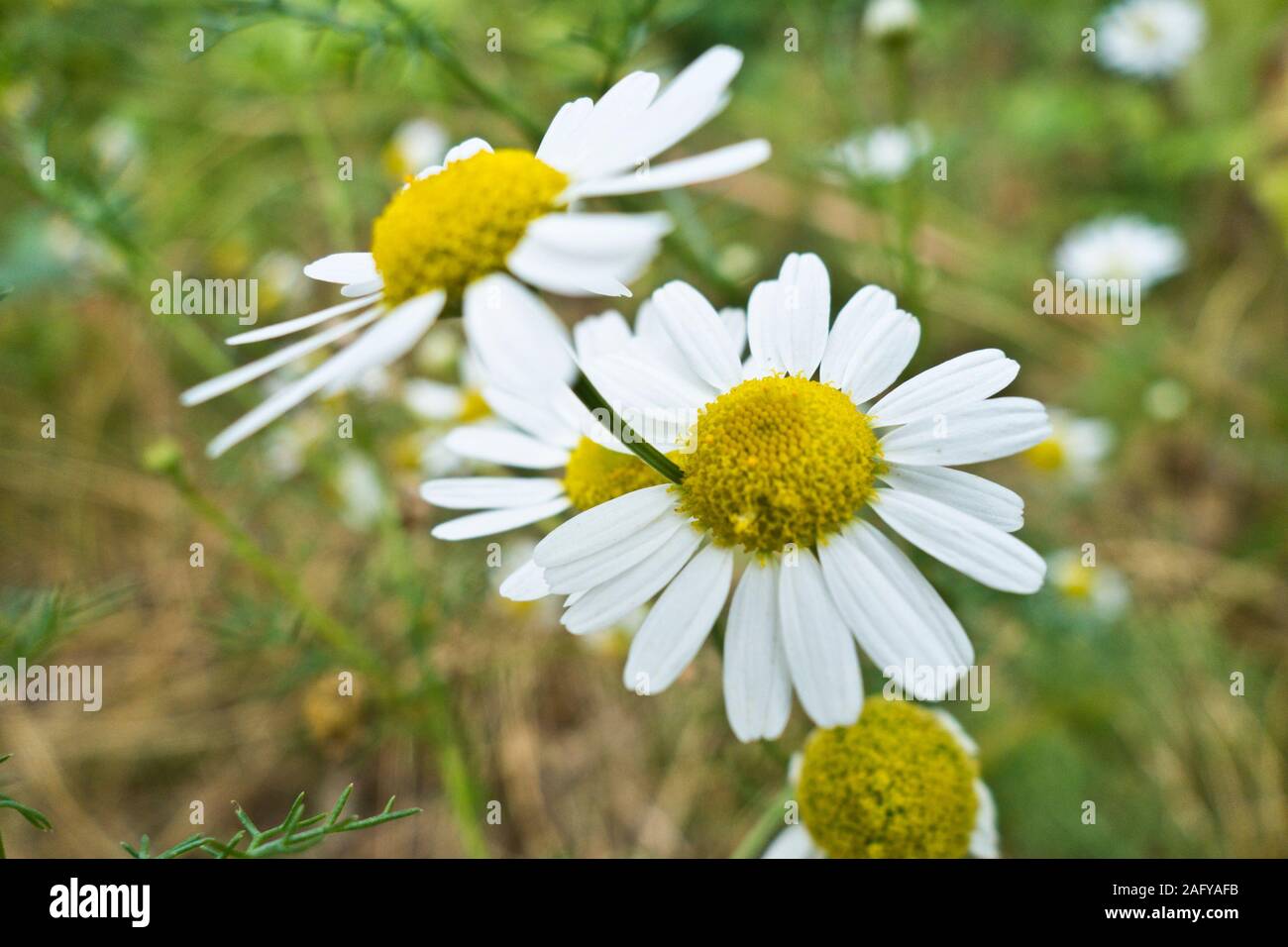 creeping daisy or mini marguerite flowers Stock Photo
