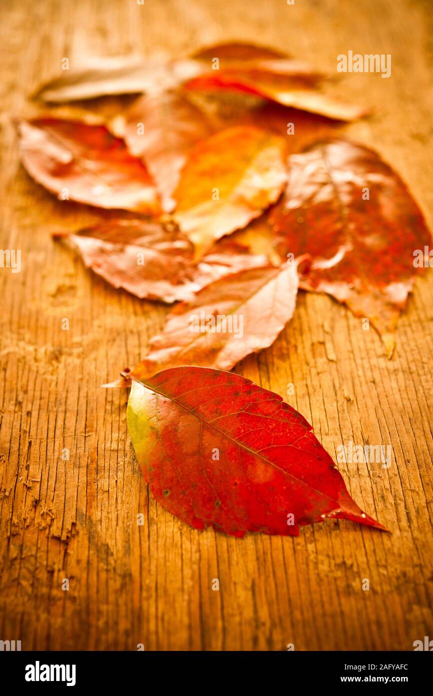 autumn leaves still life Stock Photo