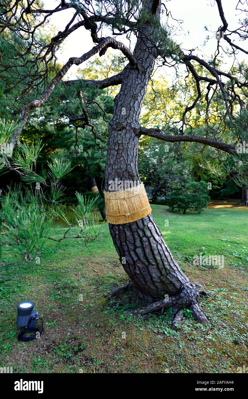 Trees In Japan Stock Photo Alamy Trees In Japan Stock Photo Alamy