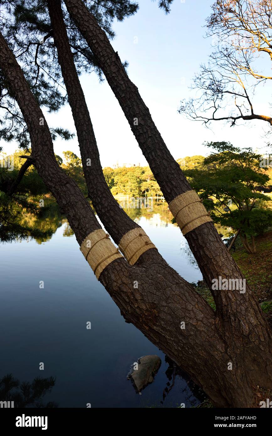 Trees In Japan Stock Photo Alamy Trees In Japan Stock Photo Alamy