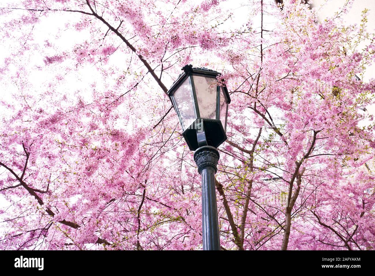 spring tree in bloom and lamp post Stock Photo