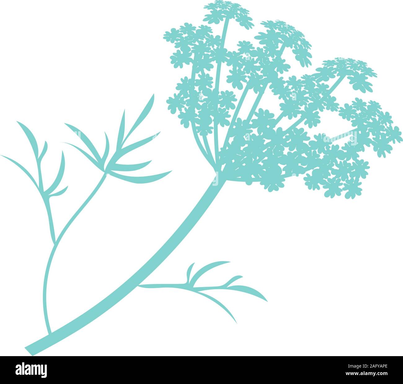 Anise plant illustration, drawing, engraving, ink, line art, vector Stock Vector