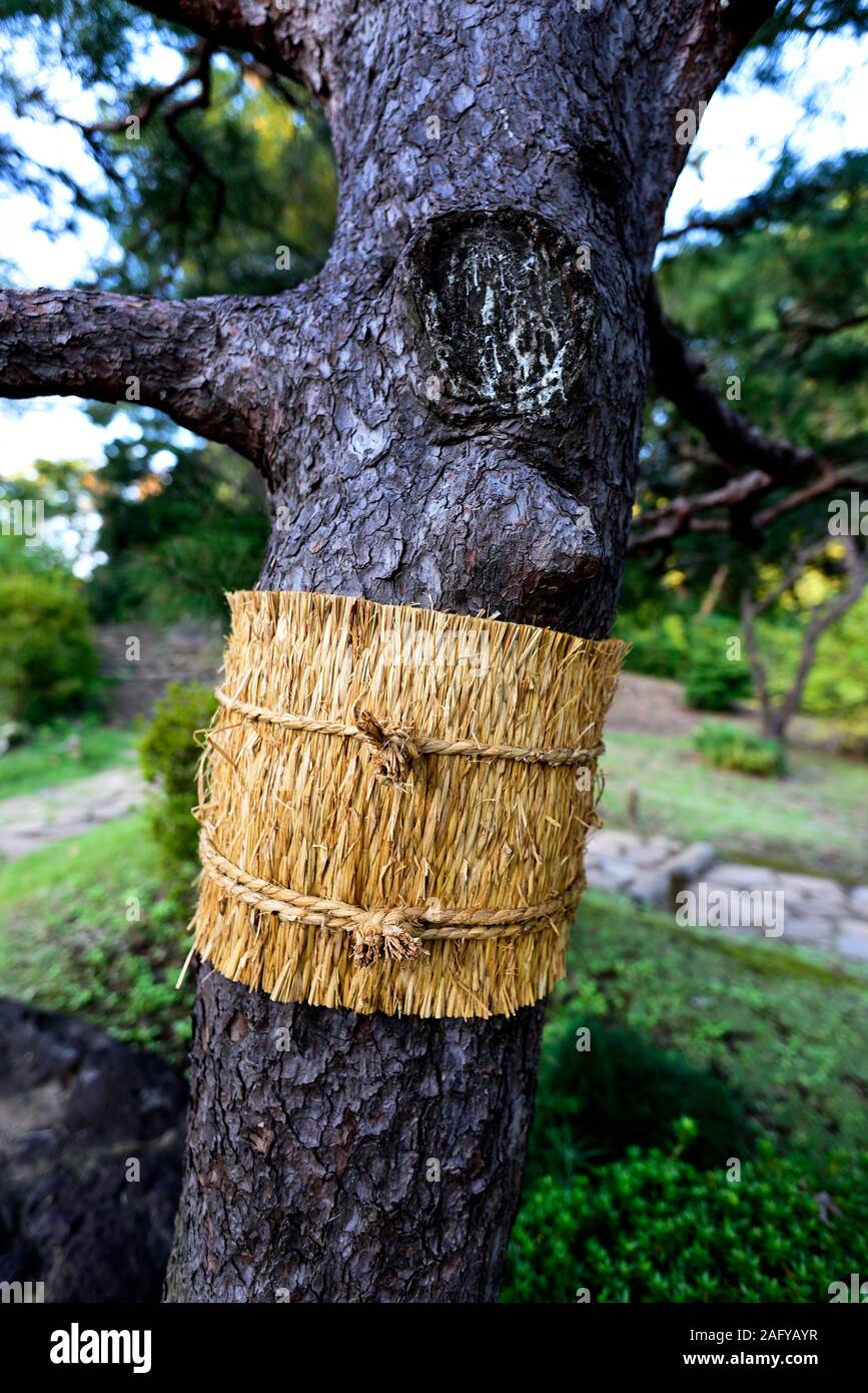 trees in Japan Stock Photo Alamy