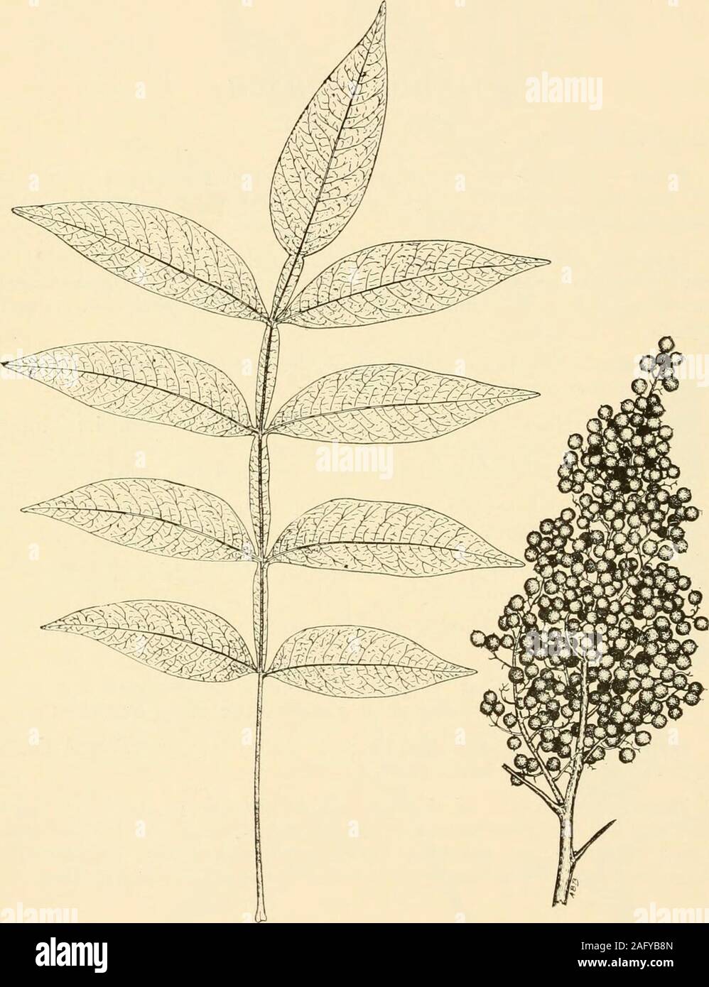 sumac Rhus coriaria seeds 100 graines