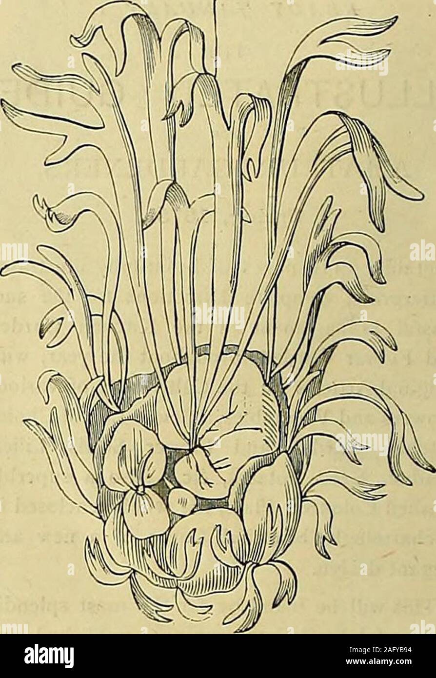 . The Gardeners' chronicle : a weekly illustrated journal of horticulture and allied subjects. Fig. 156.—INDIARUBBER PLANT (SEE TEXT). suspended the plant upside down, as shown infig. 154, and the fronds then assumed an upwarddirection, and allowed the fructification to be-come visible—an advantage from a decorativepoint of view. Platycerium alcicorne is another illustrationof like kind (see fig. 157). Our last illustration,also supplied by Mr. MNab, shows a plant of. Fig. 157.—PLATYCERIUM ALCICORNE. Bilbergia nudicaulis, which was hung upfrom the roof of a stove, flowered in oneseason, then p Stock Photo