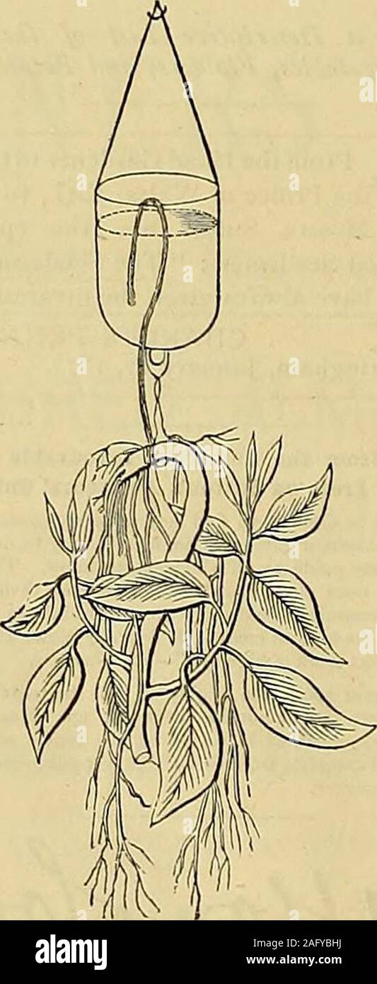 . The Gardeners' chronicle : a weekly illustrated journal of horticulture and allied subjects. Fig. 155.—INDIARUBBER PLANT (SEE TEXt).. Fig. 156.—INDIARUBBER PLANT (SEE TEXT). suspended the plant upside down, as shown infig. 154, and the fronds then assumed an upwarddirection, and allowed the fructification to be-come visible—an advantage from a decorativepoint of view. Platycerium alcicorne is another illustrationof like kind (see fig. 157). Our last illustration,also supplied by Mr. MNab, shows a plant of Stock Photo
