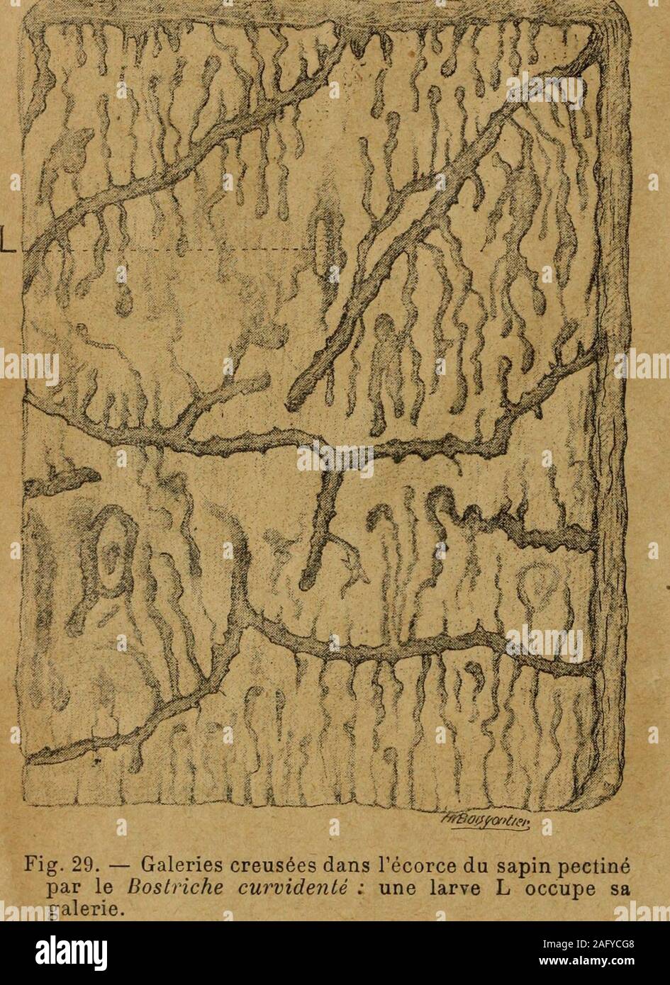 . Revue de viticulture : organe de l'agriculture des régions viticoles. du rouge gé-néral, les champignonsparasites, excepté VUngii-lijia annosa^ sont incapa-bles de causer la mort dessapins. VArmillarieUa melJeci notamment, que jai rencontré chez un petit nombredindividus dans le beau massif de la montagne de Presse, nest pas dangereux ;son action parasitaire est très discutée, il paraît nêtre quun saprophyte apparais-sant sur des arbres peu résistants ou trop vieux. En tout cas, là où je lai observé,il ne se transmet pas dun arbre à lautre. Rouge partiel. — Le rouge partiel, causé par le dé Stock Photo