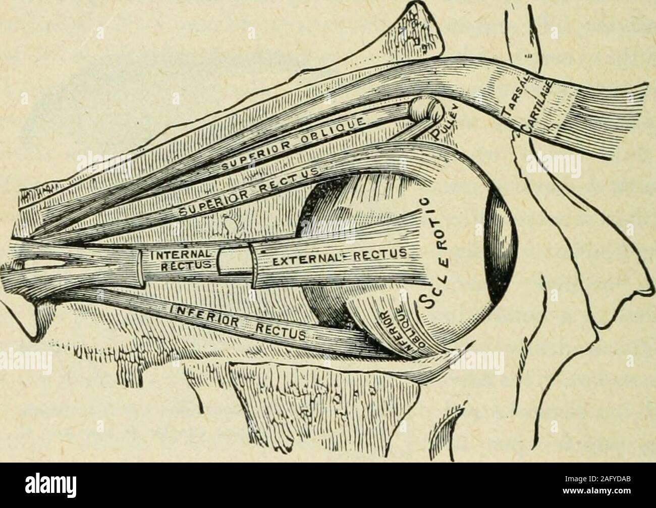 . Public School Physiology and Temperance. / , /i I Fig. 41.—The Eye