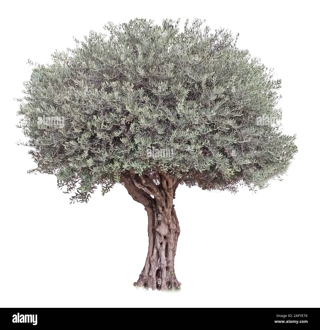 Olive tree on white background Stock Photo Alamy