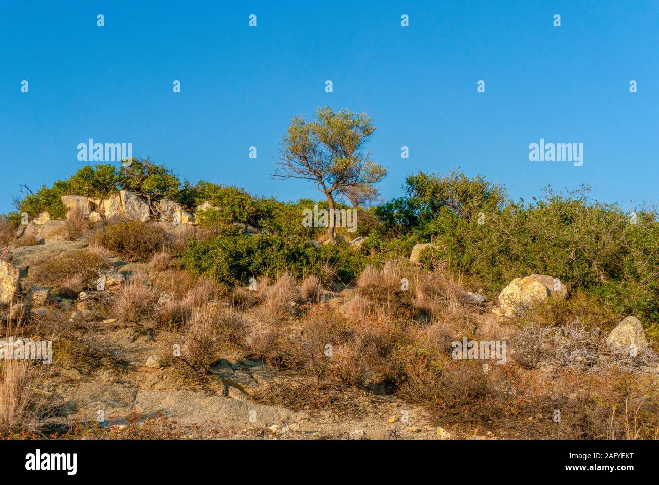 Green and dry shrubs against the blue sky in Greece horizontal Stock Photo