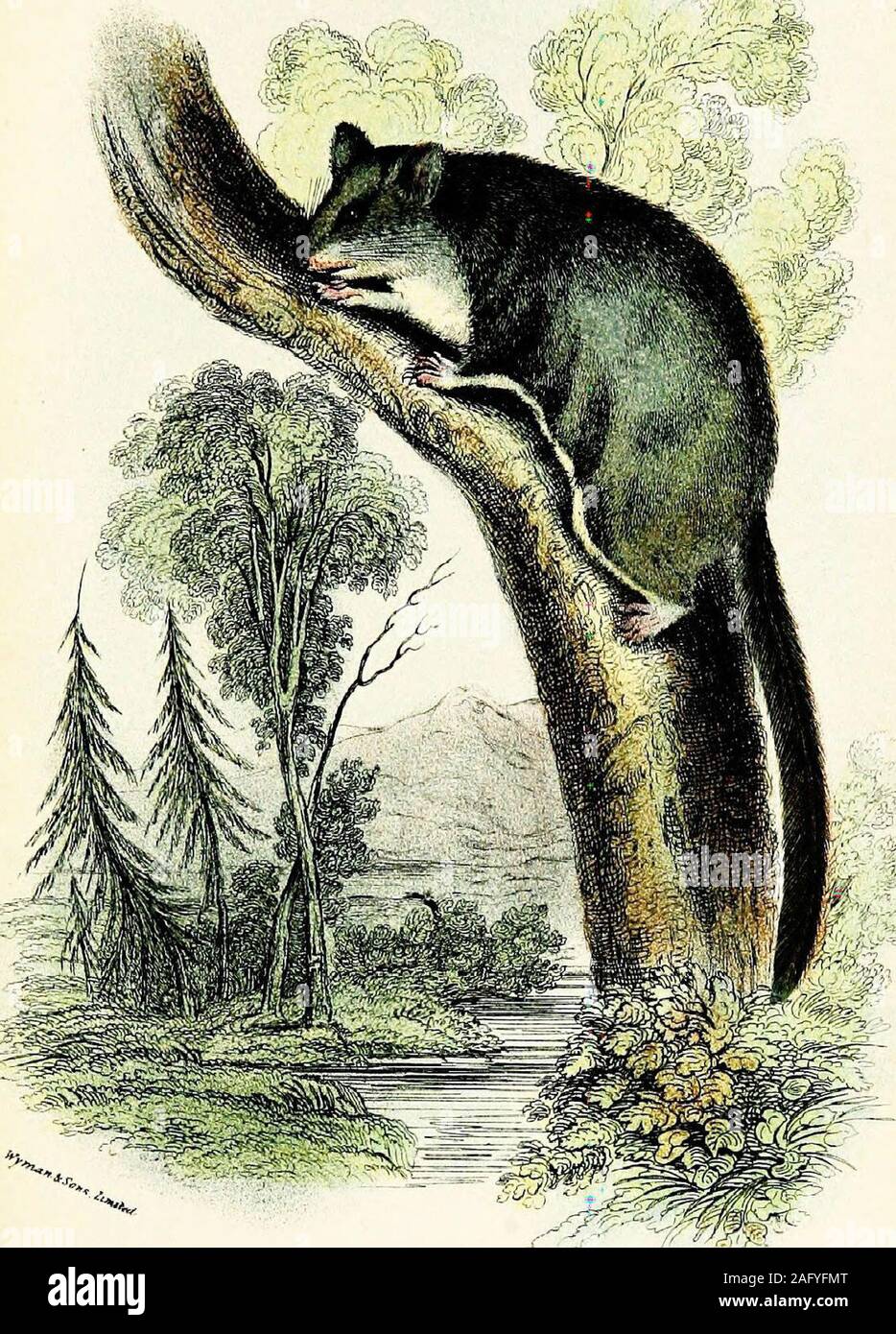 . A hand-book to the marsupialia and monotremata. wn; feet brown.Tufts of hairs present behind the eyes and inside the ears, thelatter being fawn-colour on the outer sides anteriorly andwhite posteriorly ; margins of parachute fringed with longishhairs. Tail rather long, fawn-colour, with its extreme tipnaked inferiorly and probably preherisile. Length of headand body about 3 inches; of tail nearly the same. Distribution.—Queensland, to the south of latitude 20°, NewSouth Wales, and Victoria. HaHts.—Resembling a Common Mouse in size, and henceknown to the colonists as the FlyingMouse, or Oposs Stock Photo