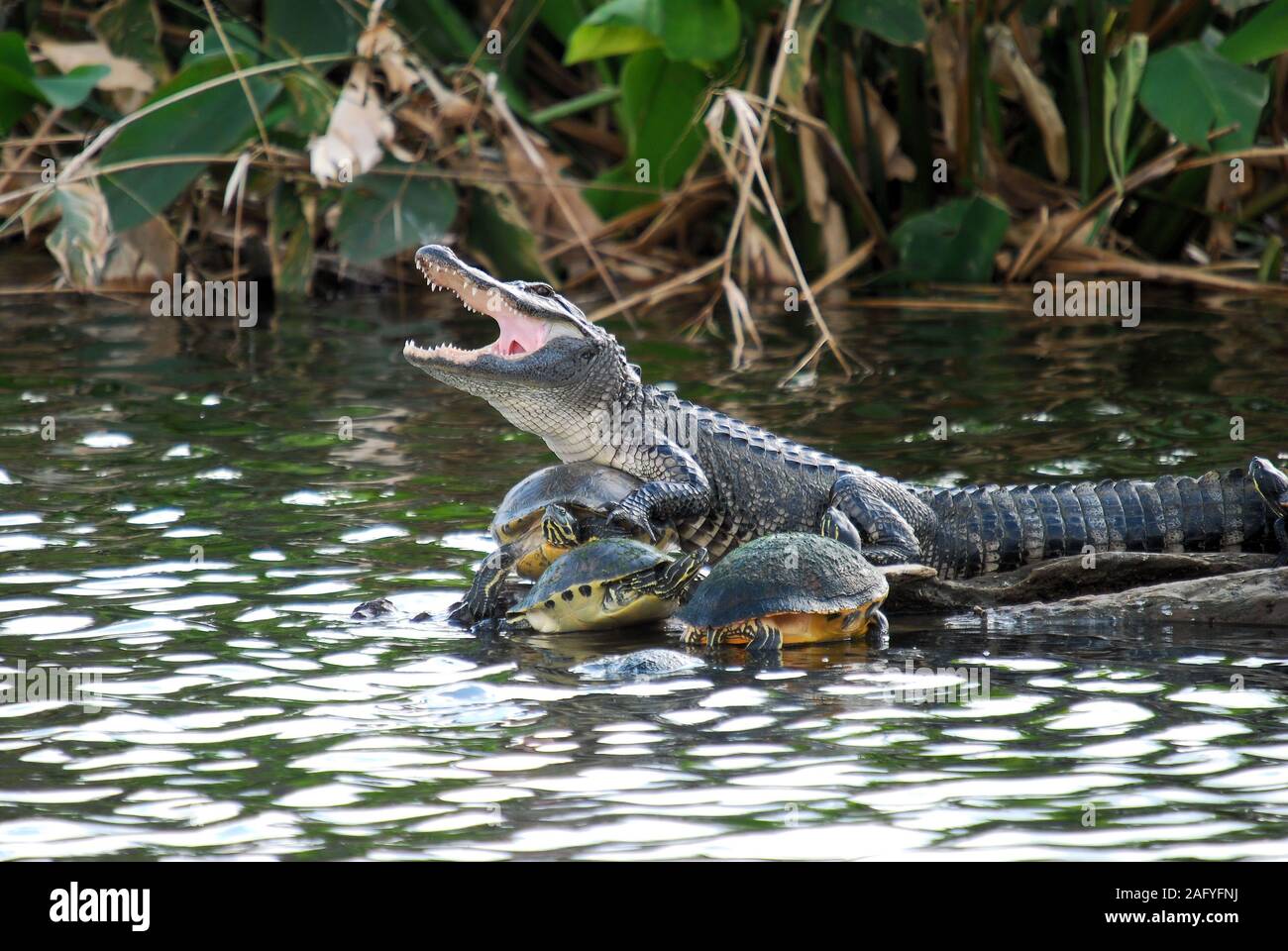 The Alligator and the Turtle Stock Photo
