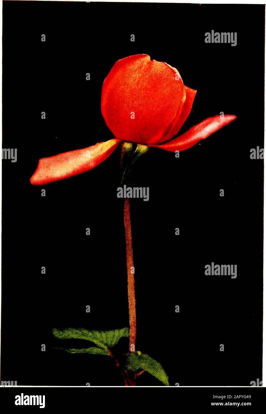 Ioio High Resolution Stock Photography And Images Alamy