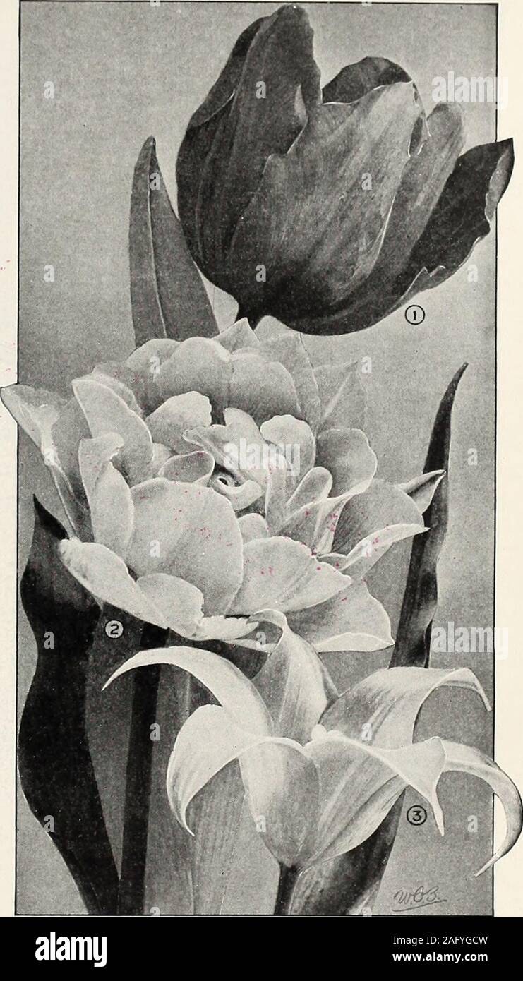 . Beckert's bulbs. hed with rose on theoutside of the petals and shading to mahogany within, with yellowbase. Long, oval flowers of rare beauty. 50 cts. each, $1.45 for 3S5.25 per doz., S20.00 for 50. ^ SIRENE (The Lily Tulip). 16-B. See illustration No. 3 to right.I he petals are pointed and reflexed, giving the flower the appearance of a Lily. Clear, satiny rose, lighter at the edges. An unusualand exceptionally attractive Tulip for the garden. 25 cts each6-&gt; cts. for 3, S2.25 per doz., S8.00 for 50, SI 5.00 per 100. UNION JACK, or Distinction. 20-A. Large, conspicuous flowers,pale violet Stock Photo