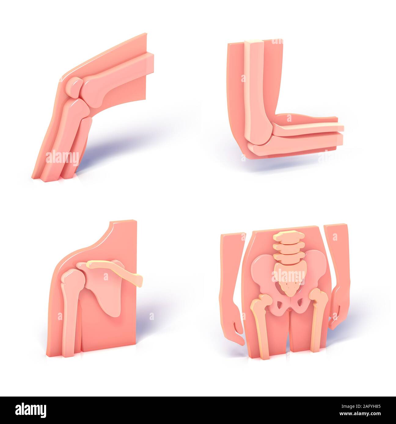 3d illustrations of four different joints of the human body. Standing images isolated on white background with shadow Stock Photo