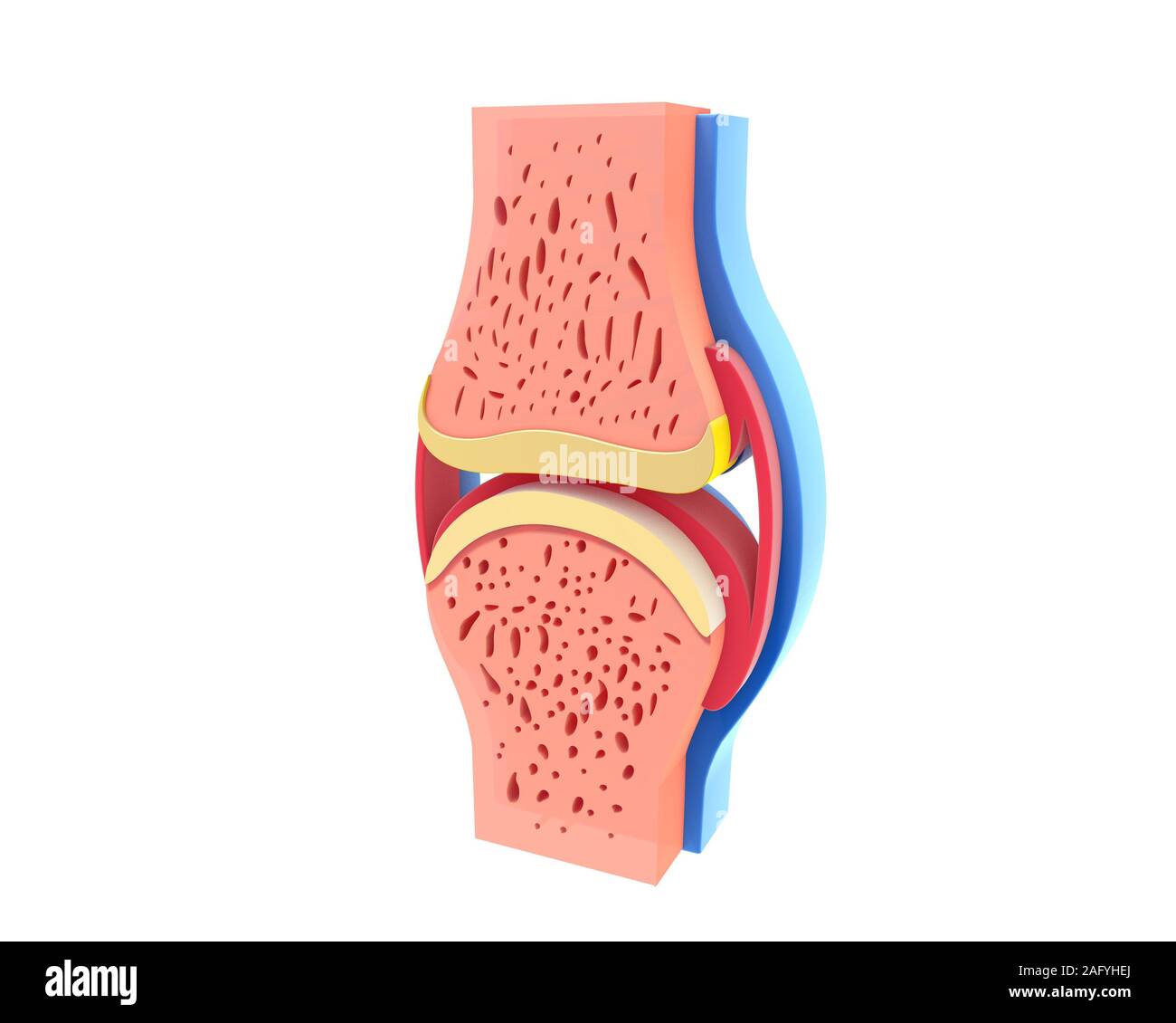 3d illustration of synovial joint lateral view. Image isolated on white background. Vivid colors. Stock Photo