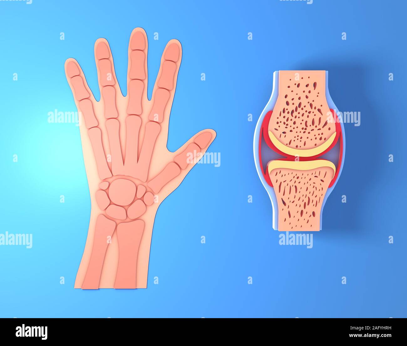 3d illustration of synovial joint. Next to the graphic representation of a hand placing the joint, front view on blue background. Stock Photo