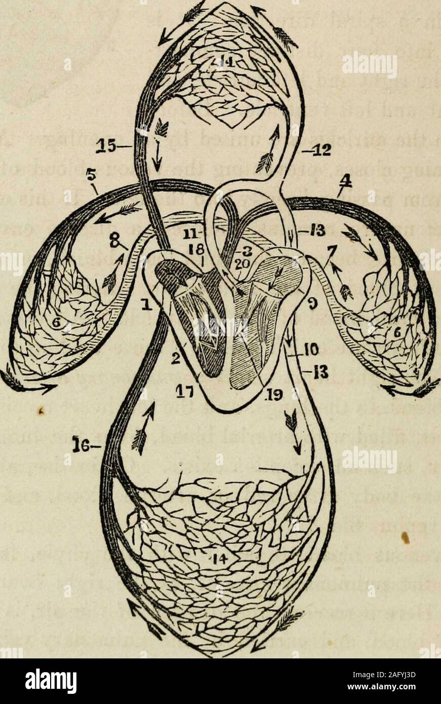 . Homoeopathic domestic physician [electronic resource]: containing the treatment of diseases; popular explanation of anatomy, physiology, hygiene and hydropathy; a treatise on domestic surgery, and an abridged materia medica. n the body carry red or arterial blood, and all veins,dark or venous blood. The venous blood, together with the chyle, is propelledthrough the pulmonary arteries, by the right heart into thelungs. Here it receives the oxygen of the air, is convertedinto red blood, and carried by the pulmonary veins into theleft heart, which sends it through the great artery, called theao Stock Photo