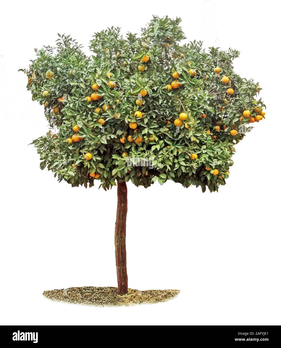 Ripe grapefruits on tree Stock Photo