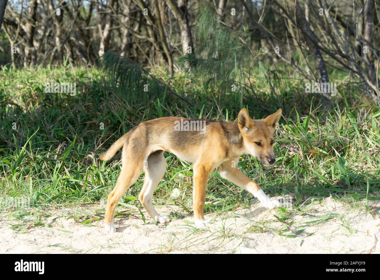 a young australian dingo walking on the beach looking for food Stock