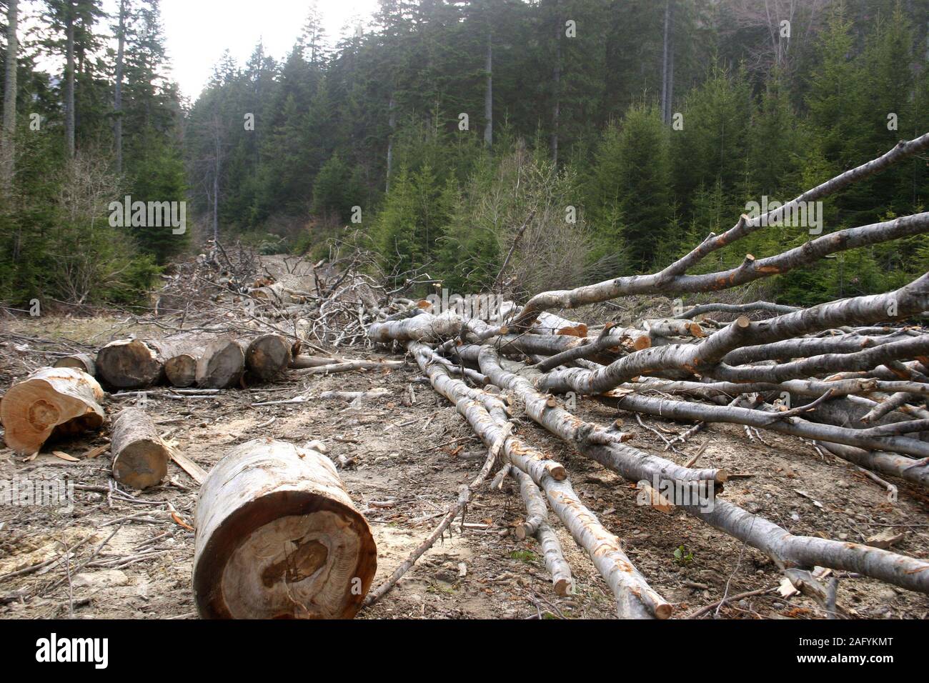 Cut down trees in pine hires stock photography and images Alamy