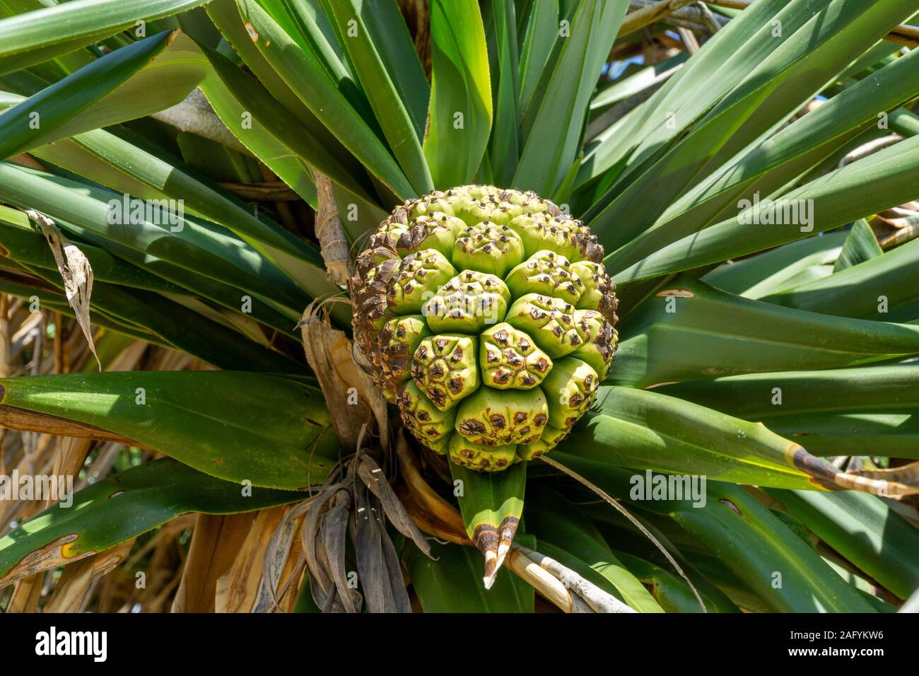 the Australian pandanus grows on a palm tree with green leaves Stock