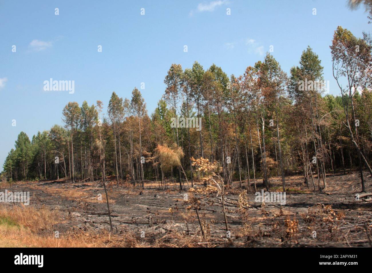 Clearing in the forest, after trees cut Stock Photo