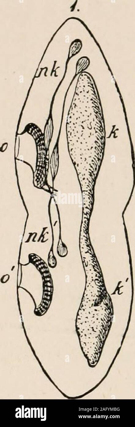 . The cell; outlines of general anatomy and physiology Stock Photo - Alamy