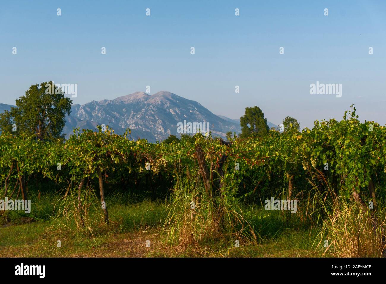 Deciduous trees and a mountain against the sky in Greece horizontal Stock Photo