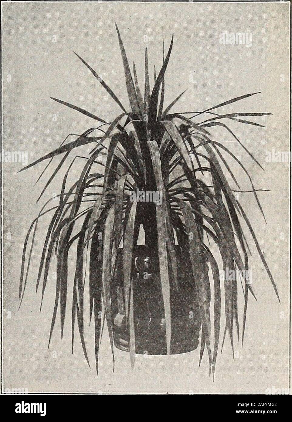. Germain : [catalog]. CHAMAEROPS HUMILIS. YUCCA GLAUCA PENDULAYUCCA GLAUCA PENDULA. A very decorative plant for porchdecoration. Its head of glauca green leaves with fountain-likeappearance gives it a tropical effect. In gallon cans 35 cents to75 cents each; 5 gallon cans V2 to ZV2 ft. $1.50 each; in 12 inchJapanese tub (as per cut) $3.00 each; $5.00 per pair. [85] CHRYSANTHEMUMS Stock Photo