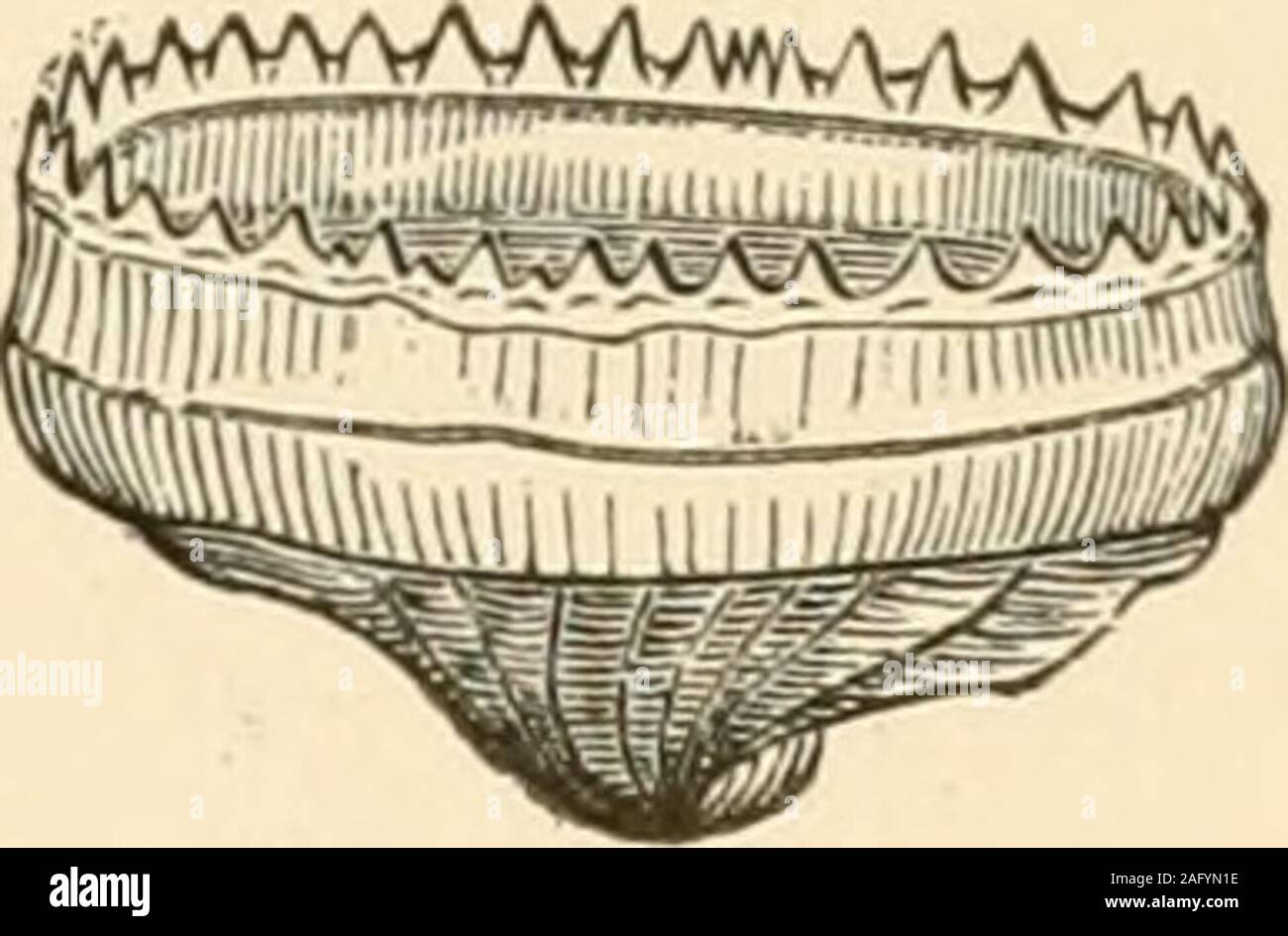 . The cephalopods of the north-eastern coast of America. Architeuthis Harveyi, etc. IVans Conn^^cai Vol V PLATE JSn^ Stock Photo