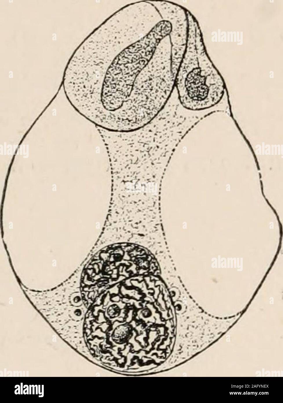. The cell; outlines of general anatomy and physiology. f Liliummartagon (after GuignardXV., Fig. 75). At the end ofthe pollen.tube, whose weak-ened wall is allowing itscontents to eccape, thesperm-nucleus may be seenwith its two centrosomes.The egg-nucleus is also pro-vided with two centrosomes.On the right, at the end ofthe pollen tube, a synergidamay be distinguished whichhas commenced to disinte-grate. 264 THE CELL it presses between the two synergidae right into the egg-cell.The pollen grain and the pollen tube contain two nuclei, thevegetative one, which takes no part in fertilisation, a Stock Photo
