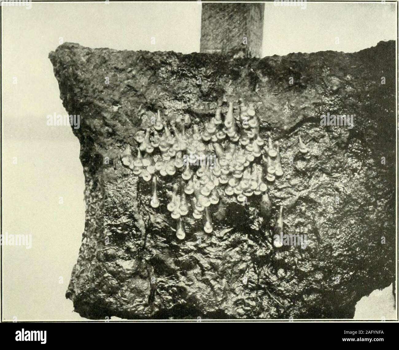 . Journal of morphology. .lOURNAI/ OF MOBPHOLOOY, VOL. 23, NO. 1 54 155 PLATE 2 EXPLANATION OF FIGURES 55 Necturus maculosus. Nest of eggs of Nectunis. The stone to which theeggs are attached has been removed from the water and set on edge on the wharf;it is about IG inches in diameter. The embryos are in an advanced stage of devel-opment. 56 Necturus maculosus. Eggs and envelopes shown in their natural positionin the water, attached to a piece of board; natural size. Kroni a drawing byProfessor Bashford Dean. 15G NECTURUS MACULOSUS BERTRAM G. SMITH PLATE 2. 55 Stock Photo