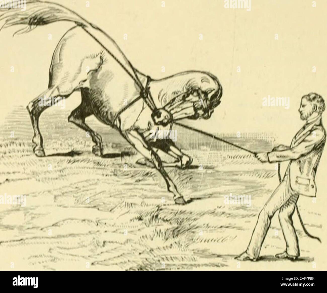 Stubborn Horse Wont Move