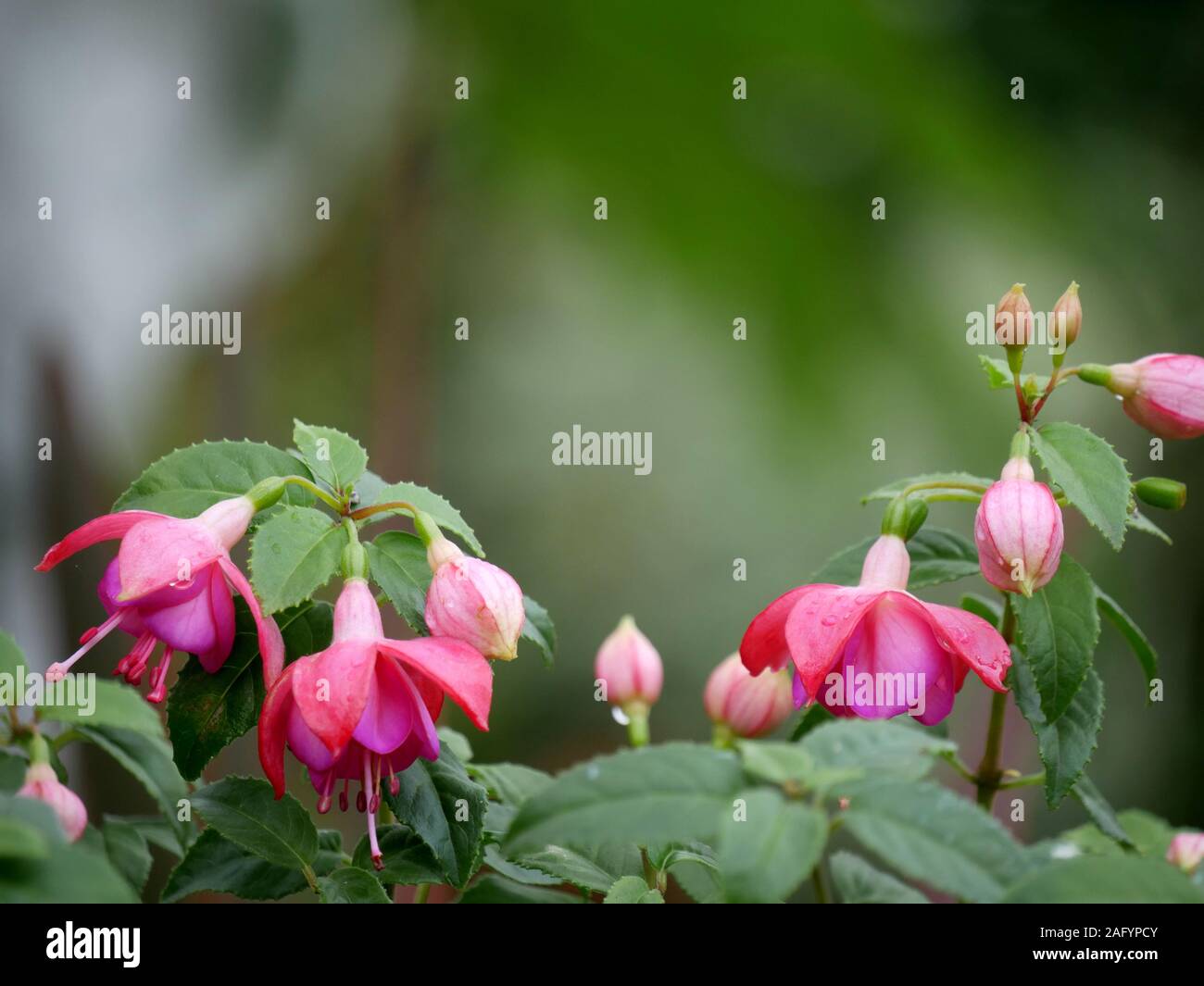 Drooping Fuchsia's in the garden Stock Photo Alamy