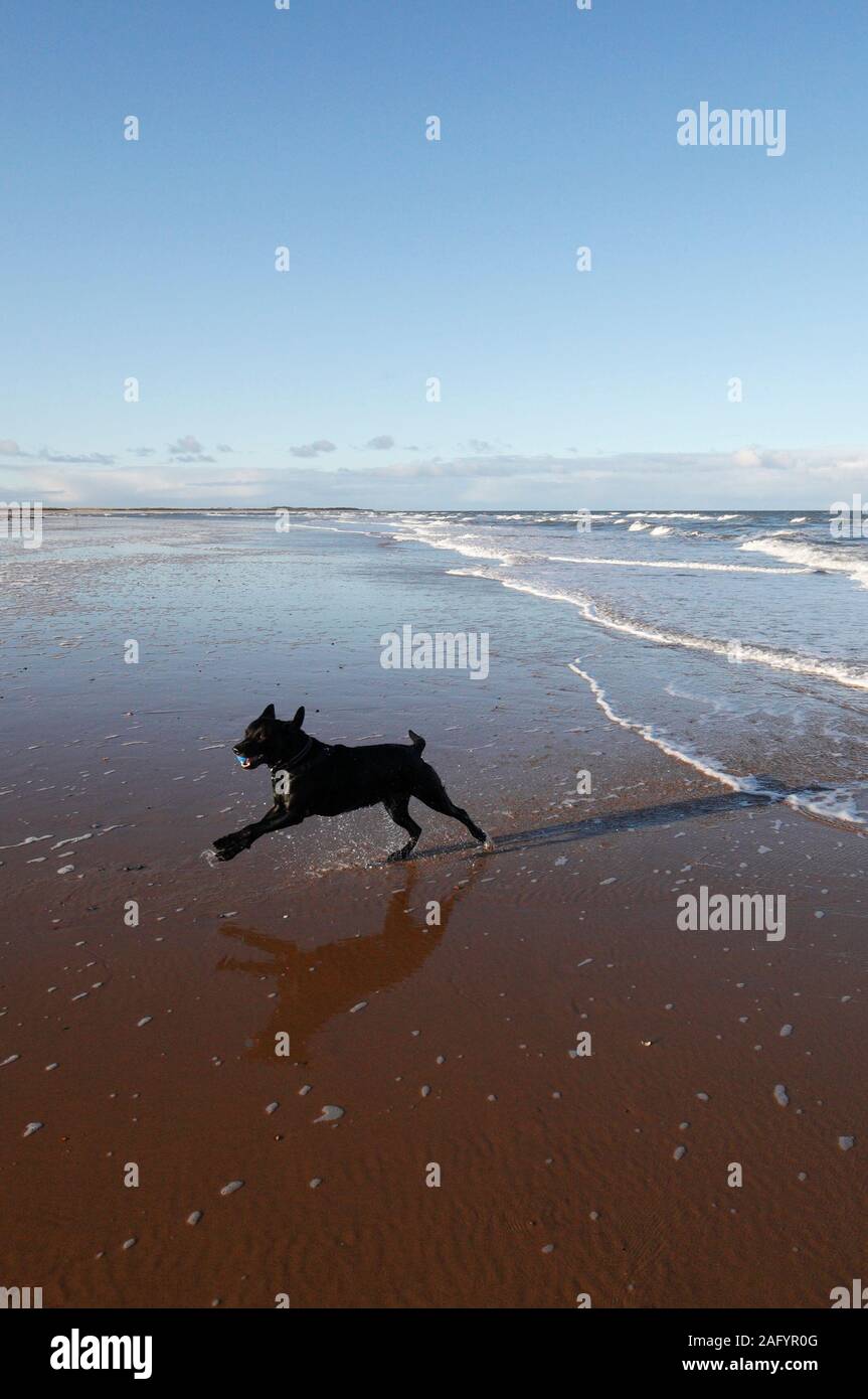 Black Labrador running from the sea on the beach at Brancaster on the Norfolk coast. Stock Photo