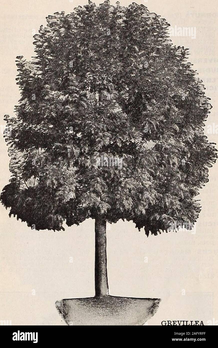 . Germain : [catalog]. ORNAMENTAL EVERGREEN TREES (Continued ...