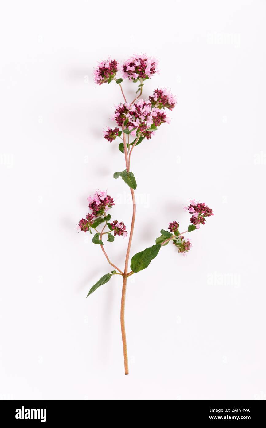 fresh marjoram herb isolated on the white background, top view Stock