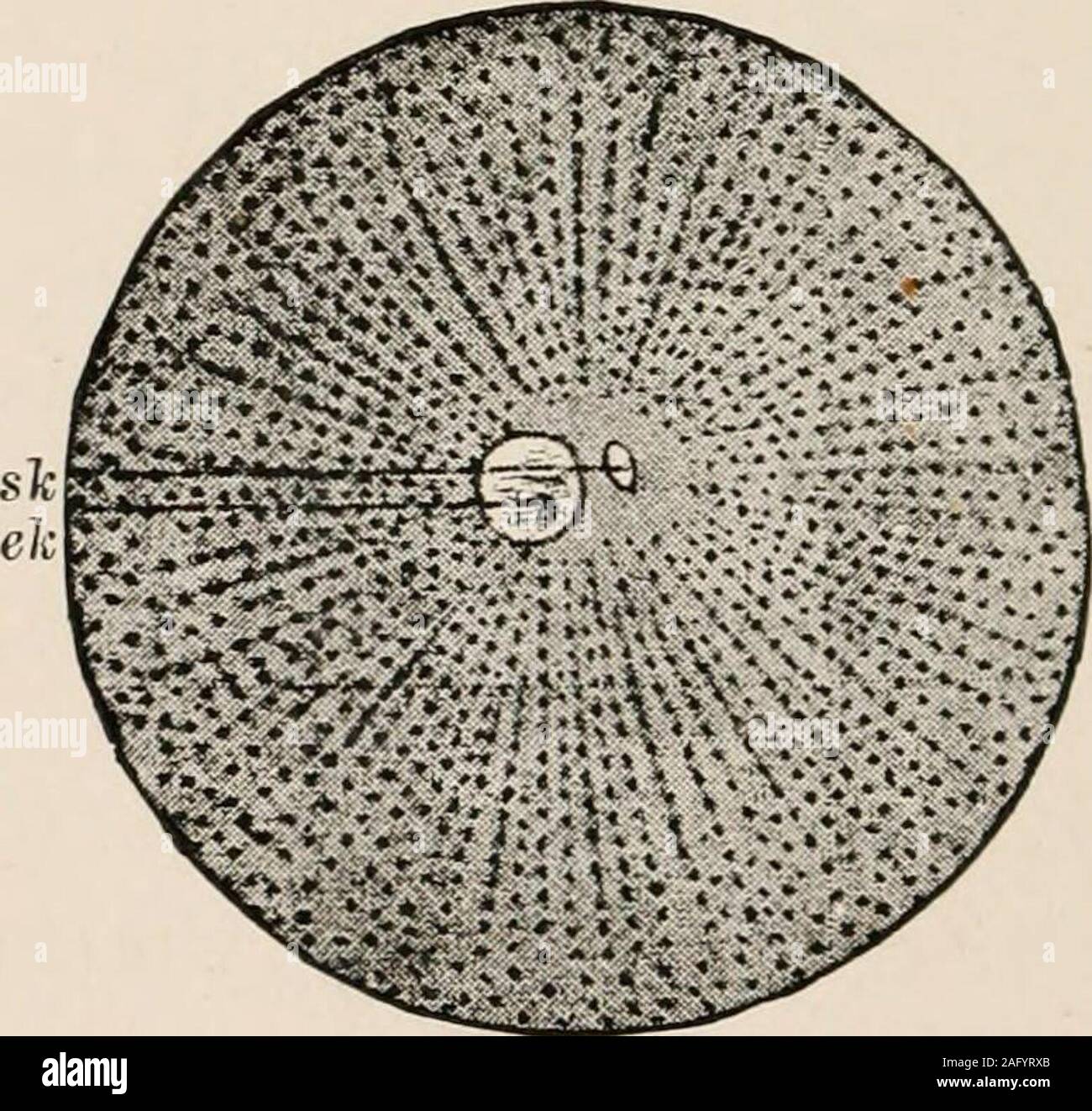 Fertilised sea urchin egg hi-res stock photography and images - Alamy