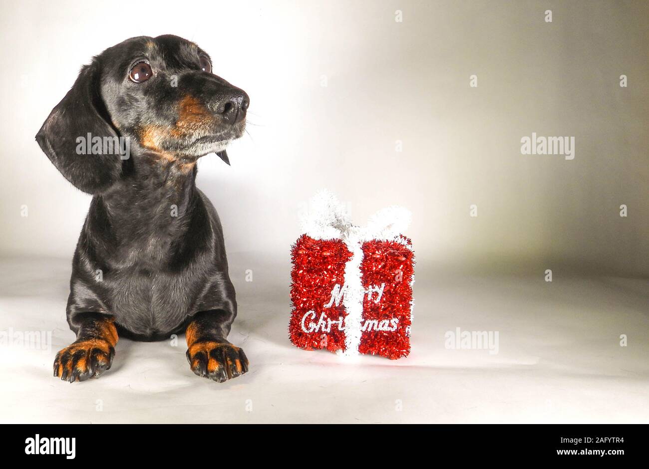A Miniature Smooth Haired Dachshund in the Christmas Spirit. Beside a