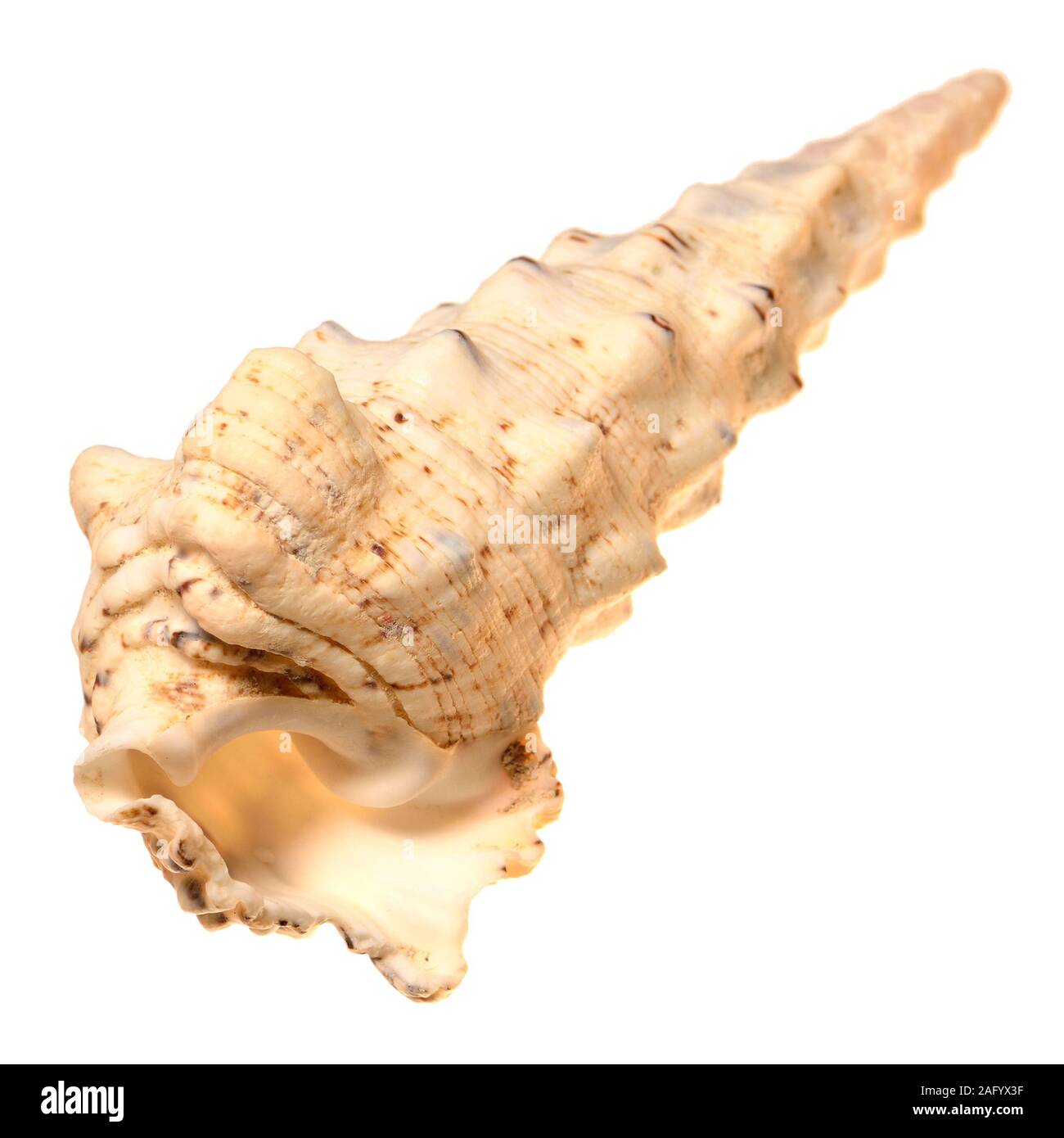 Knobbly Cerith shell (Cerithium nodulosum) c14cm. Phillipines Stock Photo