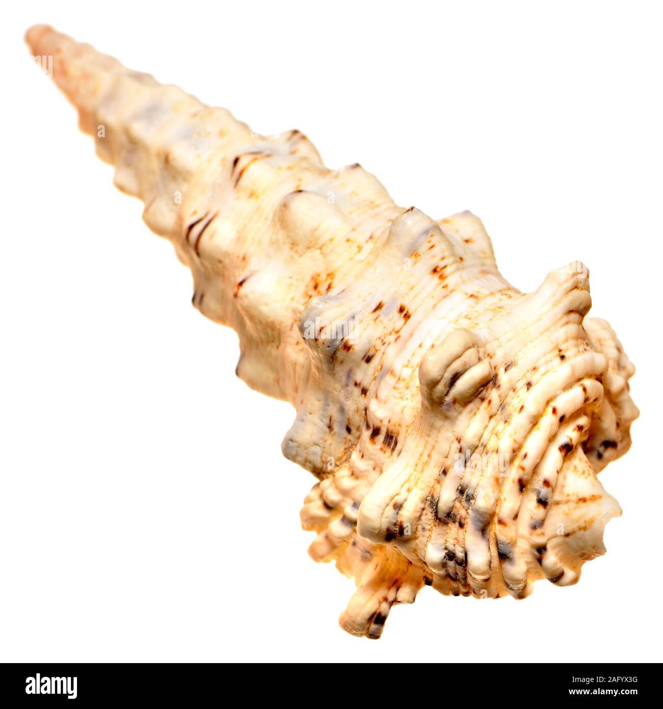 Knobbly Cerith shell (Cerithium nodulosum) c14cm. Phillipines Stock Photo