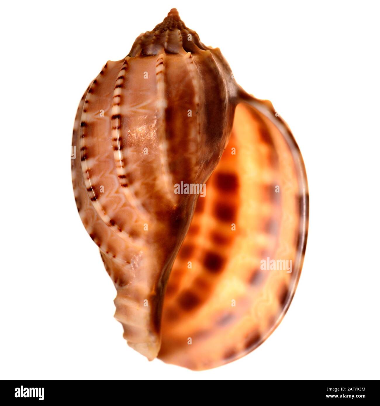 Ventral Harp shell (Harpa cabriti / Harpa ventricosa) Stock Photo