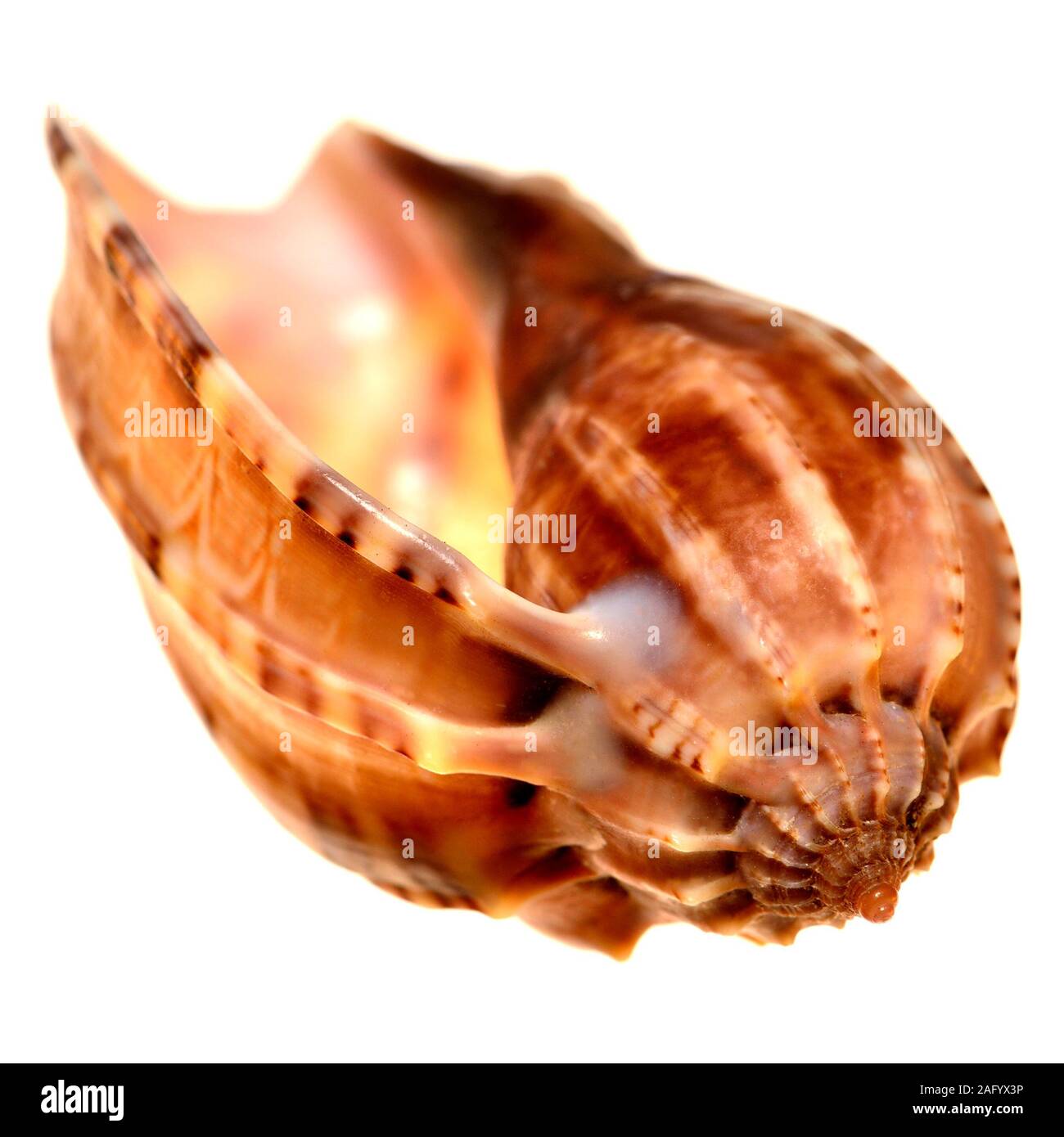 Ventral Harp shell (Harpa cabriti / Harpa ventricosa) Stock Photo