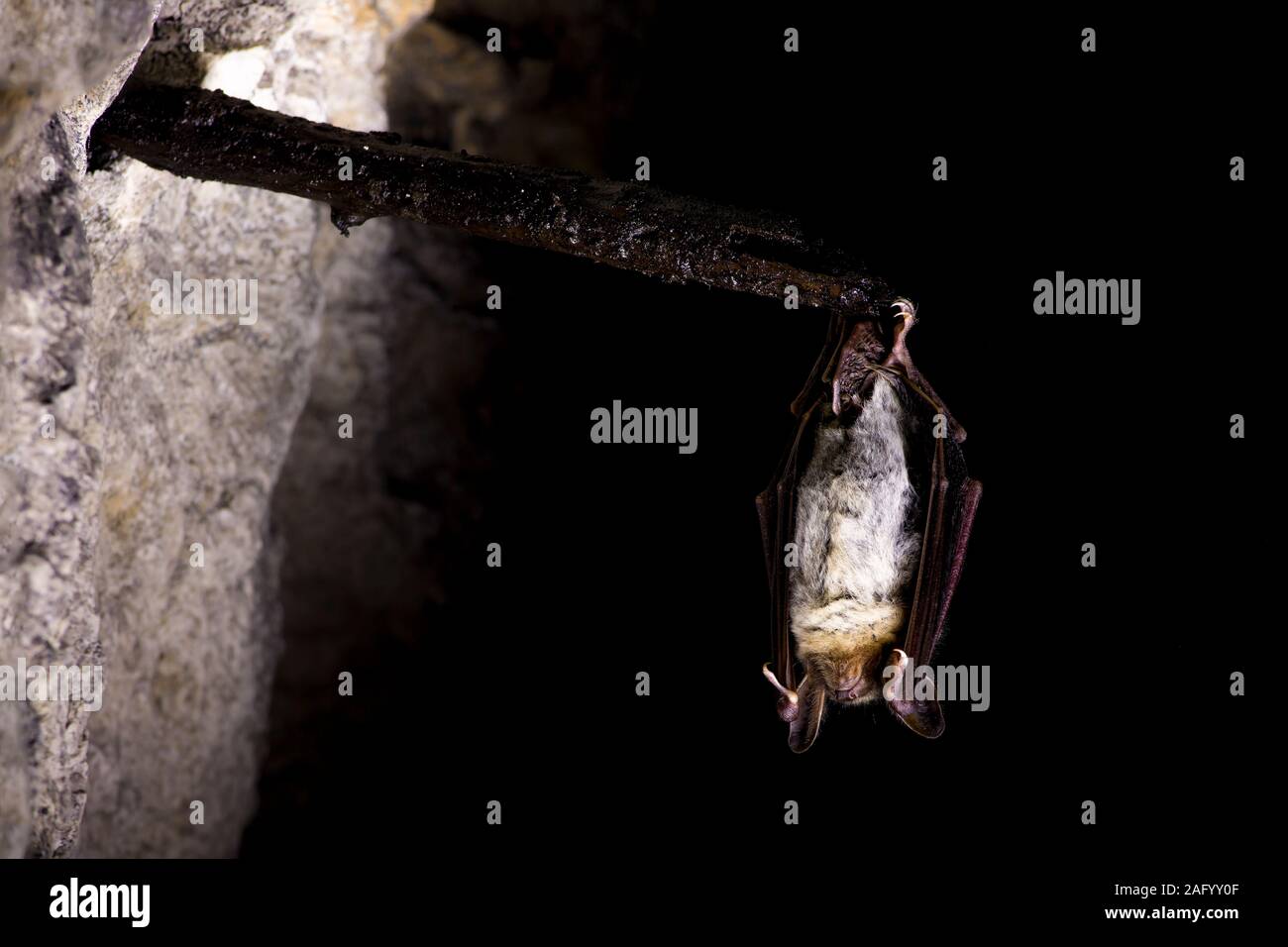 Close up strange animal Greater mouse-eared bat Myotis myotis hanging upside down on old wooden stick in stole. Wildlife photography in distinctive da Stock Photo
