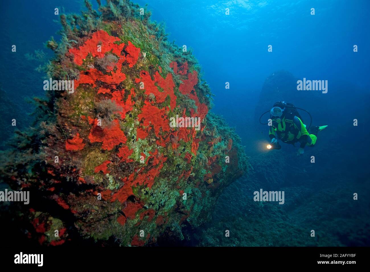 Scuba diver in a mediterranean reef, rocks overcrusted with red sponges, Zakynthos, island, Greece Stock Photo